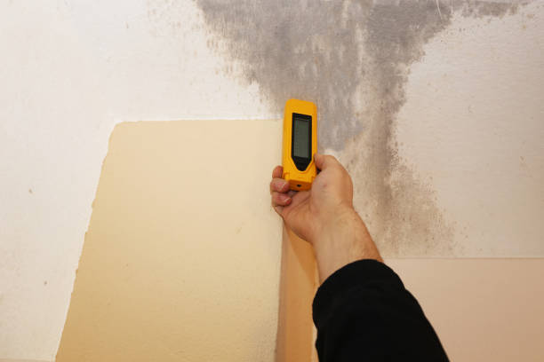 Best Environmental Consulting for Mold Prevention  in St Johns, MI