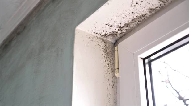 Mold Remediation for Rental Properties in St Johns, MI