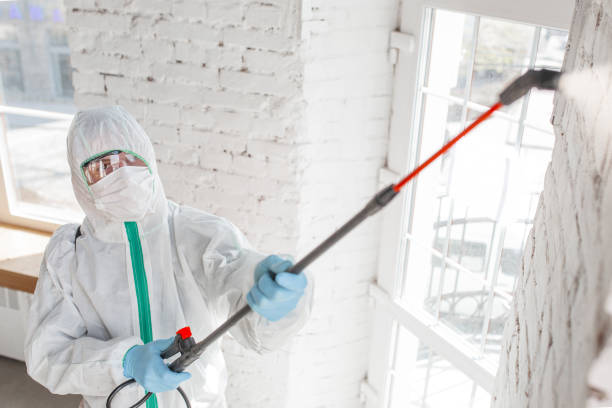 Best Water Damage & Mold Remediation  in St Johns, MI