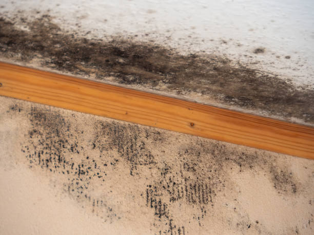 Best Air Quality Testing for Mold Spores  in St Johns, MI