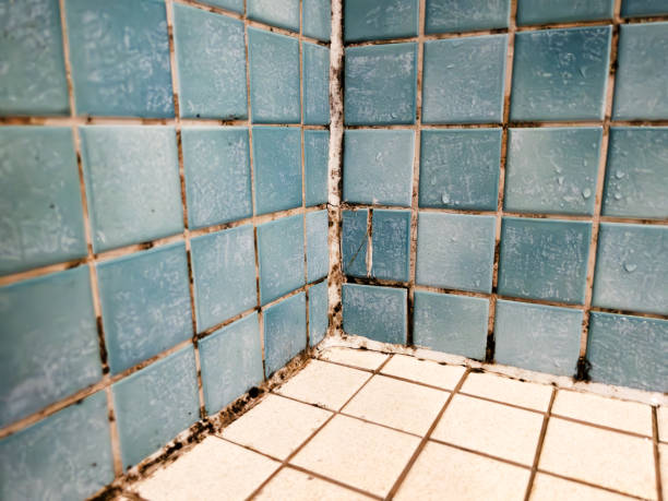 Best Mold Odor Removal Services  in St Johns, MI