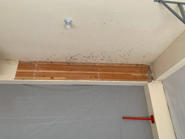 Best Forensic Mold Investigation  in St Johns, MI