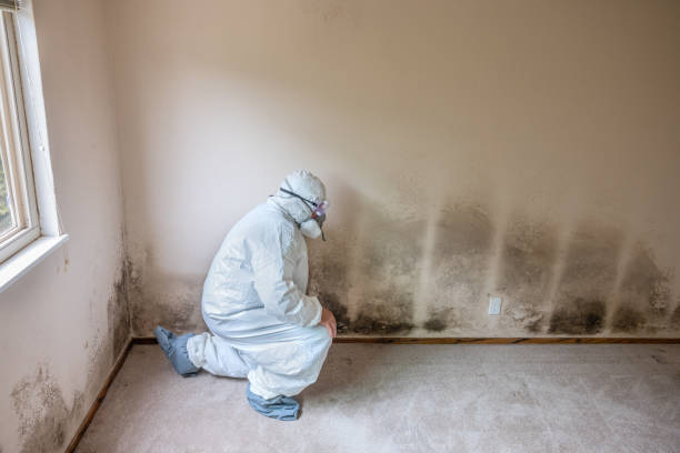 Best Mold Remediation for Rental Properties  in St Johns, MI