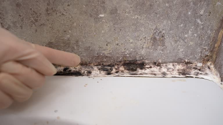 St Johns, MI Mold Removal Company